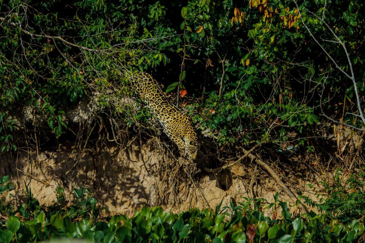 Santa Rosa Pantanal Hotel Porto Jofre Exteriér fotografie